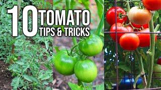 10 Tomato Growing Tips For Bigger Harvests!