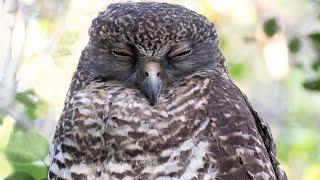 The Powerful Owl Project - What we have learned