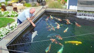 Can You Build a THRIVING Koi Pond in Just 3 Weeks?