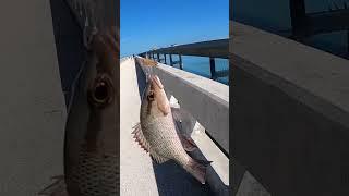 Eating What I Catch from the 7 Mile Bridge! 