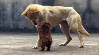 Mom, thank you for raising me - Abandoned baby hugs temporary mother and kneels to express gratitude