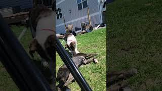 Video of adoptable pet named Eleanor