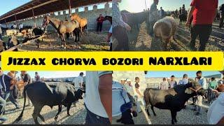 ЖИЗЗАХ ЧОРВА НАРХЛАРИ JIZZAX CHORVA NARXLARI MOL BOZORI #жиззах #rek #ozod