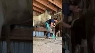 11/7/20  being pooped on by a horse