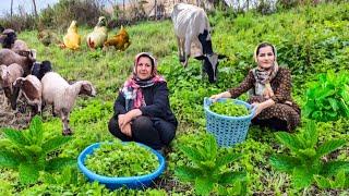 Three amazing way to use mint for winter that you didn't know.Iranian nomadic lifestylesweat mint