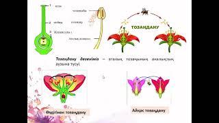 Гүлдің құрылысы. Тозаңдану мен ұрықтану. Молдабаева Н.С  Абай ГМ, Жамбыл ауданы, Алматы облысы.