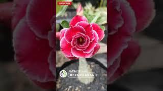 KUMBANG Nursery #shorts #kumbang #adenium #adeniumlovers #grafting