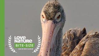 These Birds Thrive in Urban Areas | Love Nature Bite-Size Showcase Official Selection