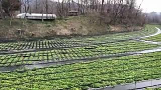 Daio Wasabi Farm / 大王芥末農場