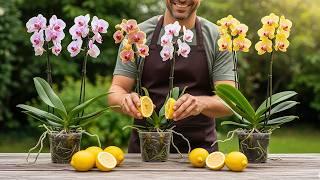 You only need 1 lemon! And the orchid blooms like crazy all year round!