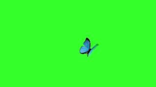 Butterfly on green screen VFX | green screen | chroma key | green screen capture