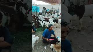 Lalukhet Sunday Market  |  Sunday bazar |  Qurbani 2023  | #saqibhussain |#shorts