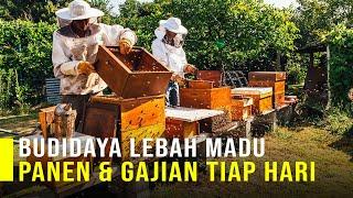 Panen dan Gajian Tiap Hari Dari Budidaya Lebah Madu