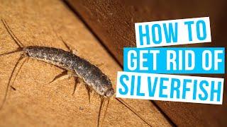 How to GET RID OF SILVERFISH | Once and for all