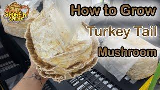 How to Grow Turkey Tail Mushrooms at Home