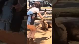 Nara Park,Nara deer,  Nara, Japan | 奈良の鹿 #nara  #japan #narapark #walking