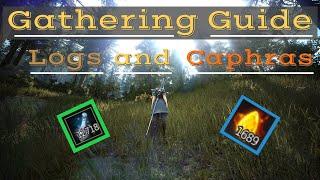 Black Desert Online - Where To Gather Logs and Get Caphras!(2020)