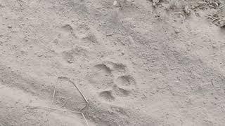 Tiger footprint