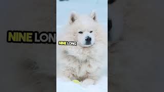 The Unbreakable Bond of Akita Inu #secrets