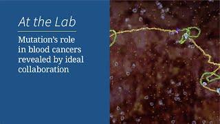 Mutation’s role in blood cancers revealed by ideal collaboration