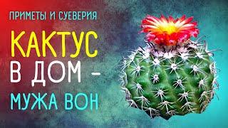 Приметы и суеверия про кактусы