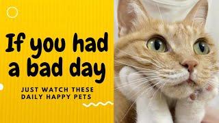 If you had a bad day, just watch these daily happy pets | Day 112