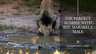 Sunrise and Male Lions | Marataba Luxury Lodges | Safari | South Africa