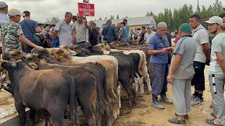 Qoqon mol bozori yosh buqalar narhlari bilan tanishing 21.08.2024yil