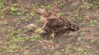 Bussard fängt Hasen, Rabe nervt Bussard