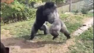 Gorilla MMA