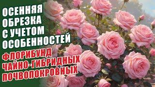 ОБРЕЗКА РОЗ: ФЛОРИБУНДЫ, ЧАЙНО-ГИБРИДНЫЕ,  ПОЧВОПОКРОВНЫЕ РОЗЫ. ОБРЕЗКА РОЗ ОСЕНЬЮ. РОЗЫ В САДУ