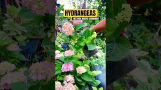 Hydrangeas Restocked | Fresh Blooms Are Here! #shorts #Hydrangeas #FlowerRestock #gardengoals