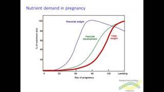 How to have a successful lambing in dry conditions. Part 1 Nutrient demand
