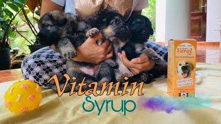 Vitamin Syrup For German Shepherd Puppies | The Champion Squad