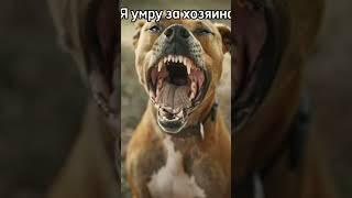 Собаки #Собаки #Жиза #Мемы #Рофл