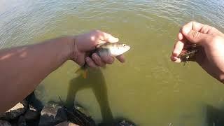 Murray cod fishing Ben chifley and Macquarie river Bathurst Nsw