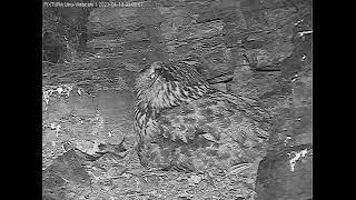 19/04/2021  02:59  Garden Dormouse approaches from above (Eagle Owl, Germany, Eifel)