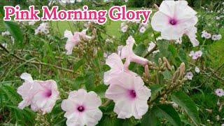 Ipomoea carnea Jacq || The Bush Morning Glory || Behaya || Basharam Plant || بے شرم پودا