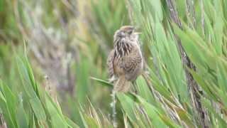 Cistothorus apolinari, Apolinar's Marsh-wren, Apolinar's Wren, endemic birds colombia, Sumapaz