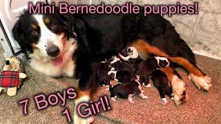 Mini Bernedoodle puppies from Bella and Ronald's Litter!