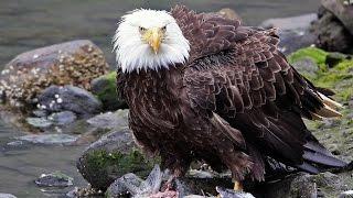 Ketchikan, Alaska, Herring Cove 2014: salmon, bears and eagles