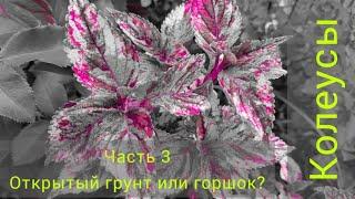 Часть 3|Колеусы|В открытый грунт или в горшок?