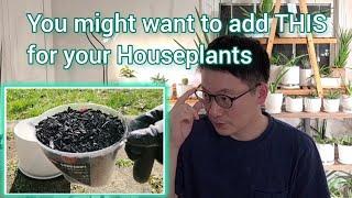 How to use Horticultural Charcoal for Houseplants