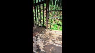Hey, cute puppy, dog, Chinese pastoral dog, puppy, puppy