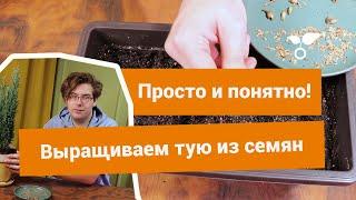 Вырастить тую из семян? Пара пустяков!