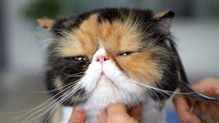 PERSIAN CAT GROOMING - So Lovely!️️