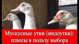 Мускусные утки (Индоутки): плюсы в пользу выбора