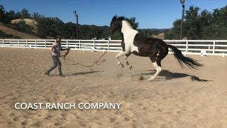 Horse Charges and Rears - Solving the Problem