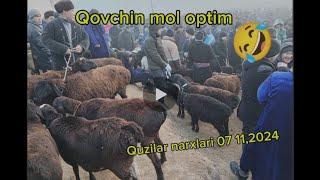 Qovchin mol bozori 07,12,,2024 quzilar optom narxda 