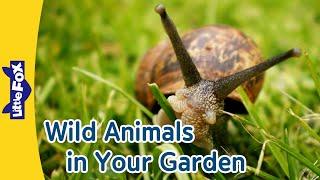 Garden Safari: Meet Amazing Animals in Your Backyard! 